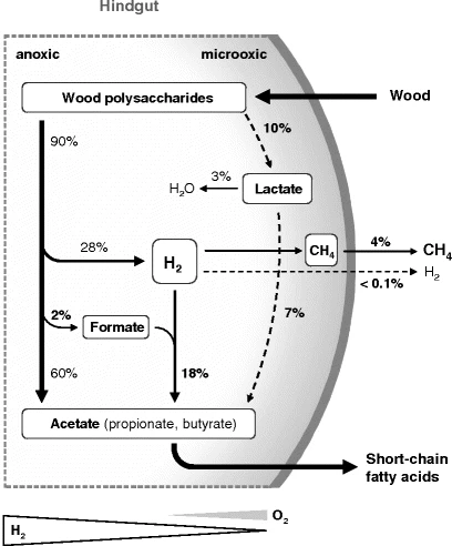 Major microbial processes in the hindgut of lower termites