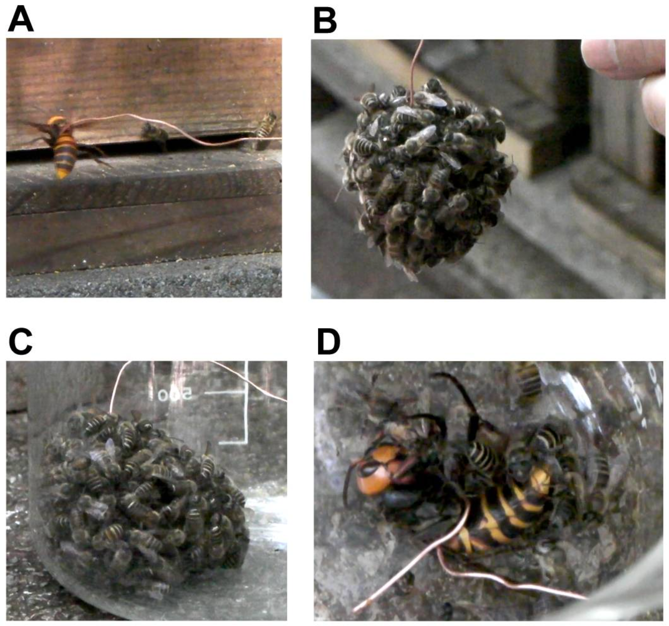 Formation of a hot defensive ball by honeybees around of a wasp