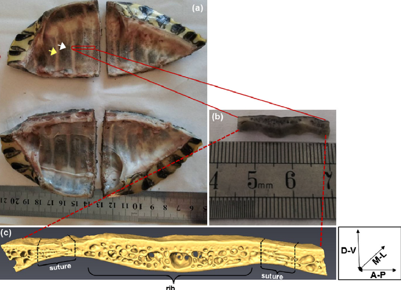 Ventral view of turtle’s carapace