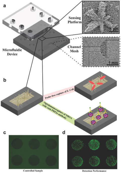 Schematic illustration of an integrated fluidic device for selective capture and analysis of bacteria.