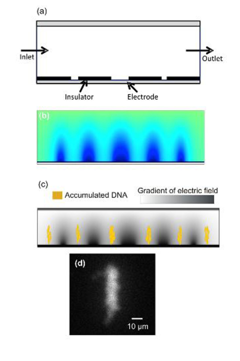 Schematic diagram showing the model geometry with electrodes, inlet/outlet, insulator and channel  wall; ( b ) surface map showing the normalized electrical field strength for the applied voltage of 2  V; ( c )  simulation showing the accumulation of molecules due to the negative DEP field. The surface map of electric  field gradient (grey) is superimposed with particle (yellow) accumulation and ( d ) fluorescent image showing  DNA concentration of  λ -Phage DNA with application of DEP force