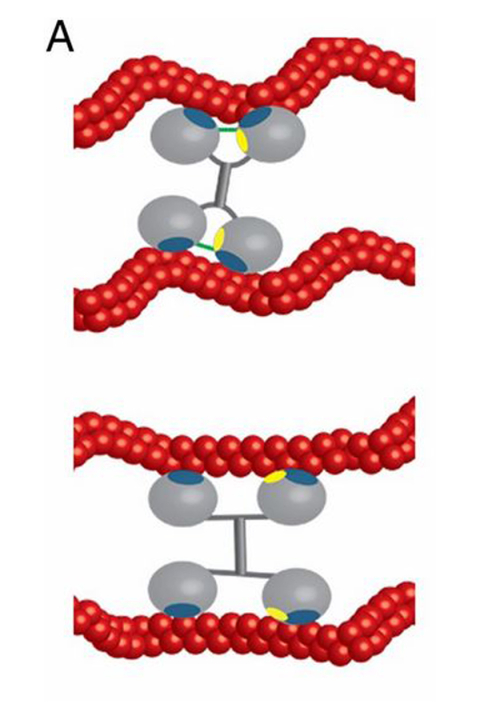 Illustration of the binding interaction between WT (Upper) and K255E (Lower) ACTN4 with actin filaments. Principle actin binding domains are depicted in blue, with the third putative site in yellow. The K255E mutation removes the bridge (green top) allowing the third putative actin binding domain (yellow) to be exposed, which increases the cross-linker affinity for actin.