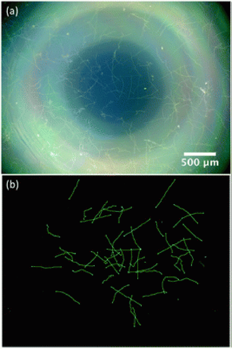 Picture from the publication with (a) and(b).  (b) Resulting image from (a) after image background correction and trajectory tracing using the Simple Neurite Tracer plug-in in Fiji (ImageJ) software, where the trajectories are highlighted in green. Here we show 50 trajectories.