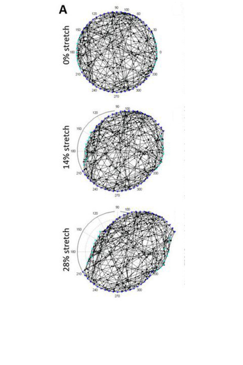 Figure from article: Representative random network under increasing stretch. 