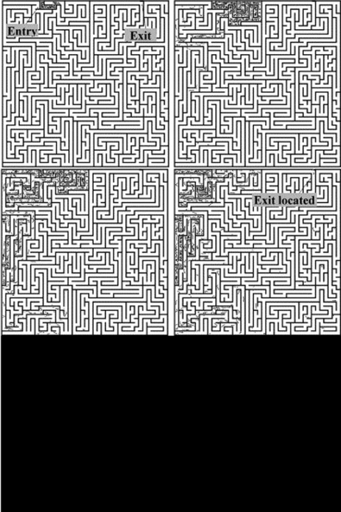 Figure showing fungi going through a maze