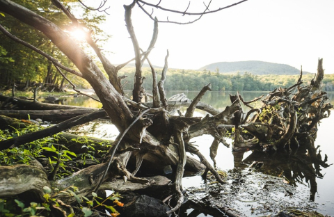 driftwood on the shore