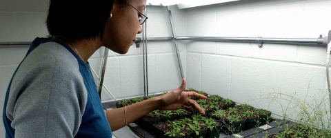 Undergrad student tending to boxes of plants in a lab
