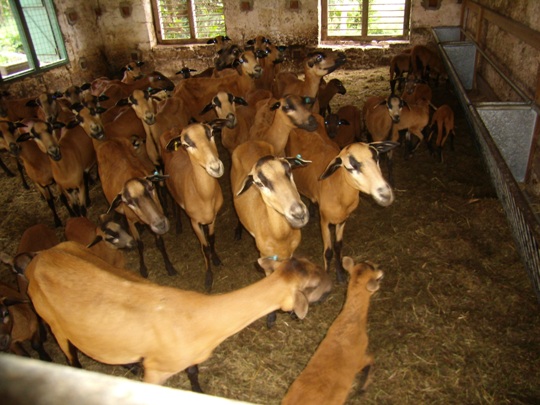 A group of brown goats stand in a pen