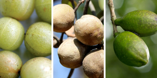 triphala fruits