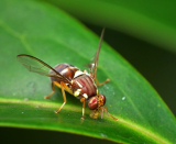 Fruit fly on green leaf