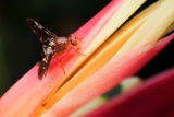 fruit fly on red leaf