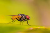 fruit fly on a yellow leaf