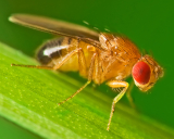 fruit fly on a green leaf