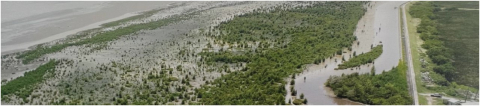 Mangrove plantings on Guyana's coast