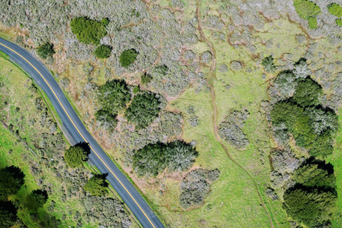 Bird's eye view of a landscape, with trees and a road