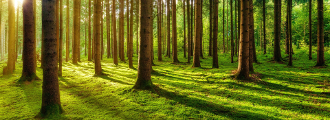 Green Forest with sunlight in background