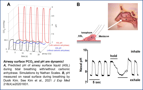 pH oscillation