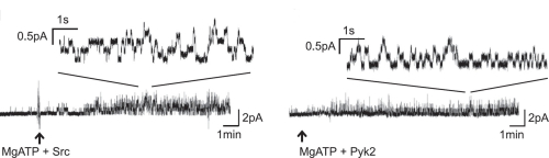 Patch-clamp recordings of CFTR activation by tyrosine kinases