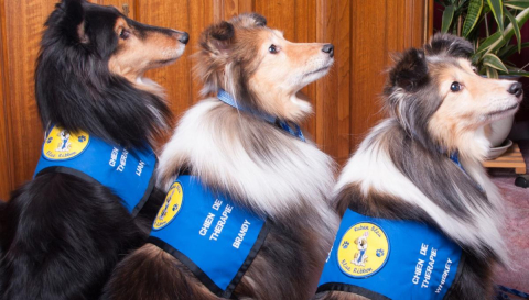 Blue ribbon shop therapy dogs