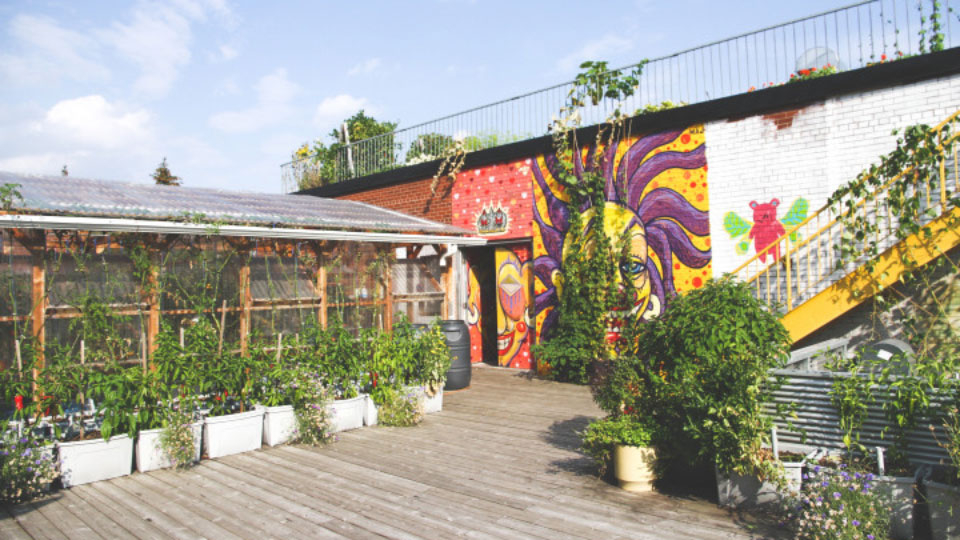 The rooftop vegetable gardens at Santropol Roulant in full bloom