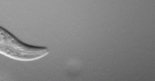 Wikimedia Commons: http://commons.wikimedia.org/wiki/Image:CrawlingCelegans.gif