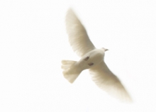 Dove