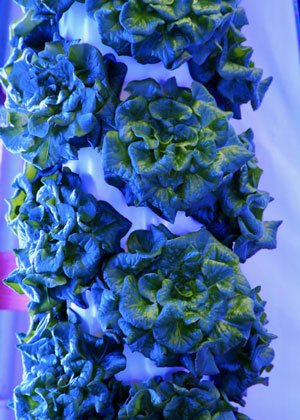 Lettuce plants growing on a vertical rack under blue indoor lighting