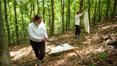 Kari Hollett and her field assistant Cody Milligan “tick dragging”