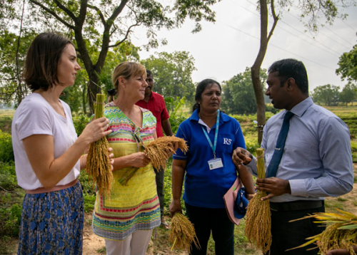 Kate Sinclair discusses the paddy harvest with colleagues in Batticaloa, Sri Lanka
