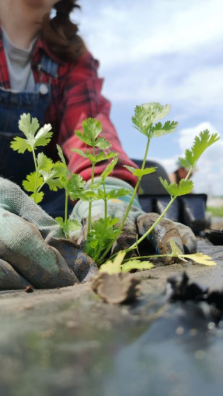 Student planting carrots