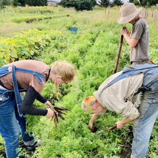 Employees from the MSEG farm working in the field