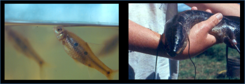 Cyprinid fish from a swamp in Kibale National Park, Uganda
