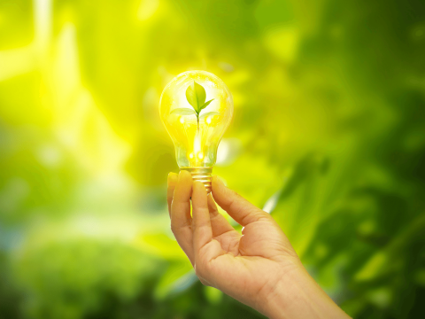 Hand holding lightbulb with greenery in background