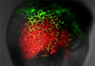 Mouse embryo expressing GFP in red blood cells and fluorescent 