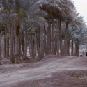 Road to Euphrates (1967)