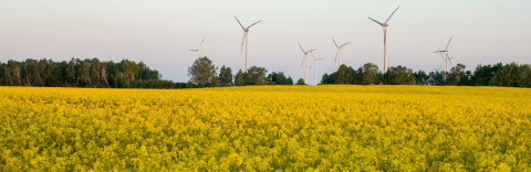 Champ de canola jaune avec des moulins à vent