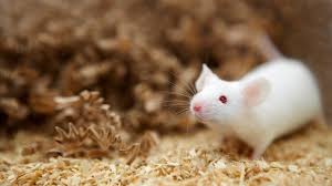 white mouse