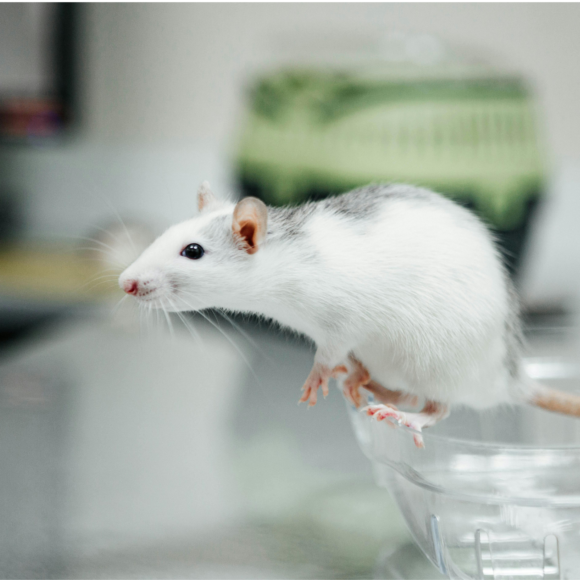 a white rat on a counter