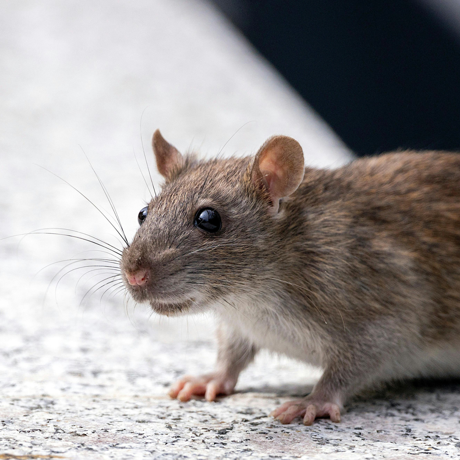 A detailed photo of a brown rat (Rattus norvegicus) on a concrete surface outdoors.