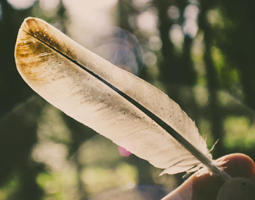 IRI - Elders in Residence - Feather image