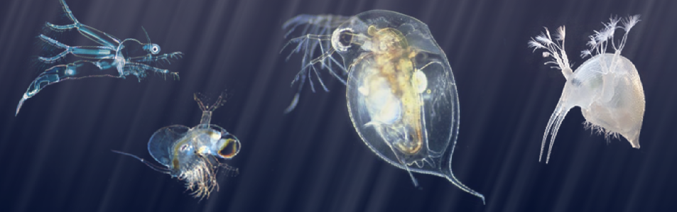 Aquatic invertebrates swimming in water 
