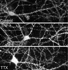 Acute TNF or chronic TTX increases surface AMPA receptors