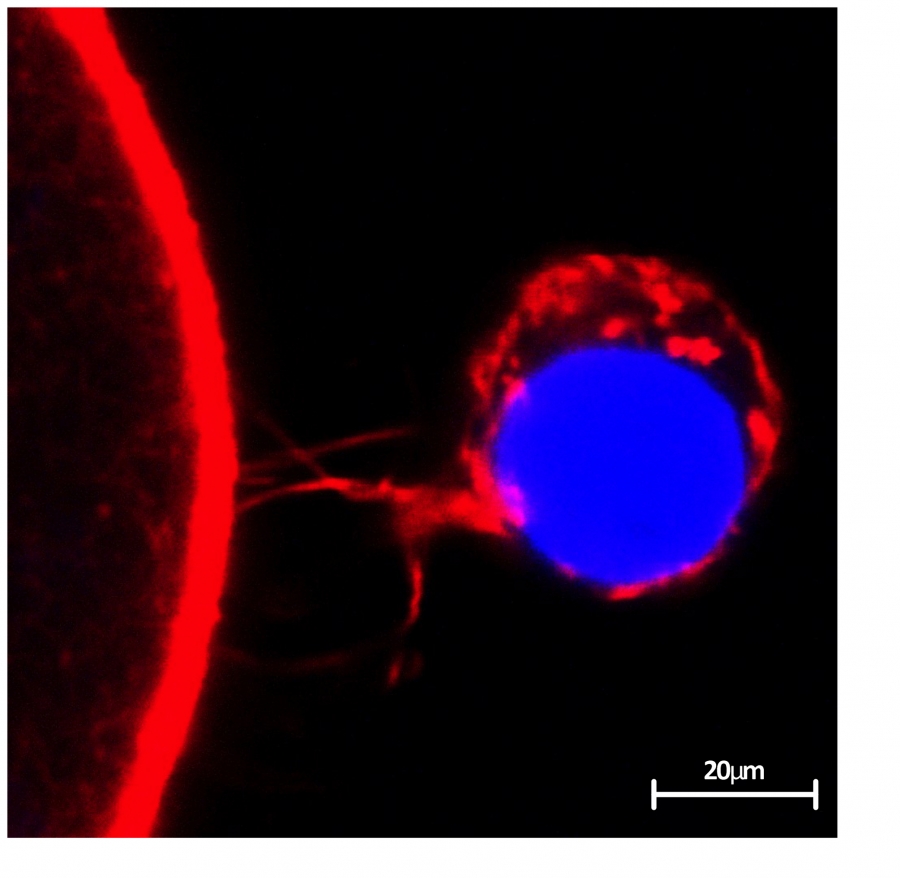 granulosa cell adjacent to oocyte image