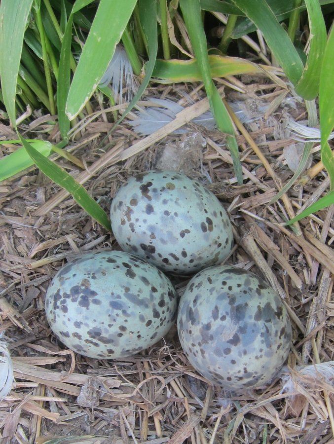 Image of avian eggs