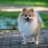Fluffy dog on leash