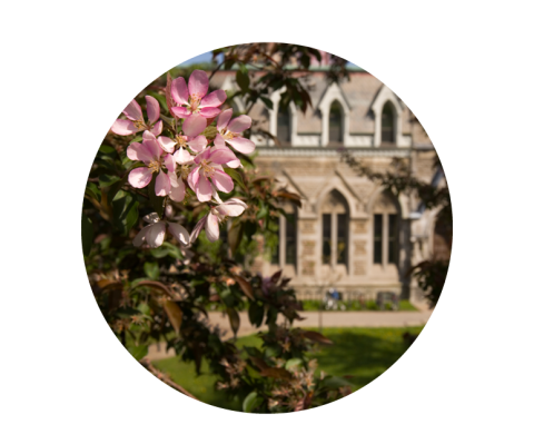 McGill building with flowers