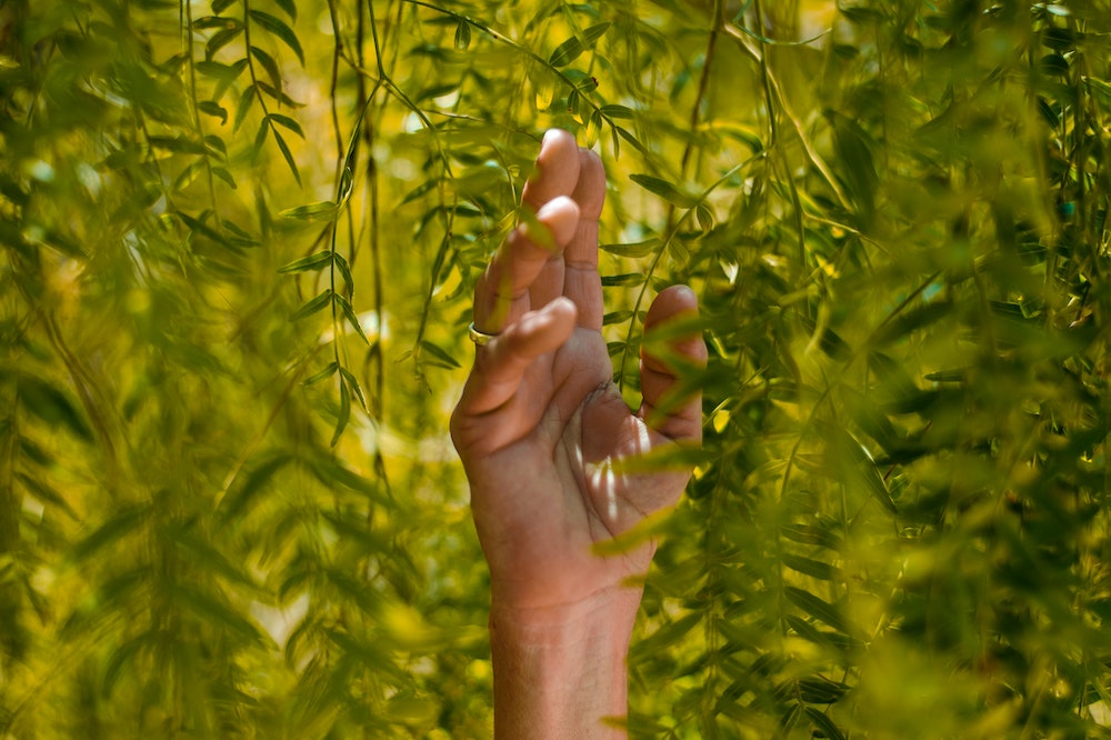 A hand reaching up through green foliage