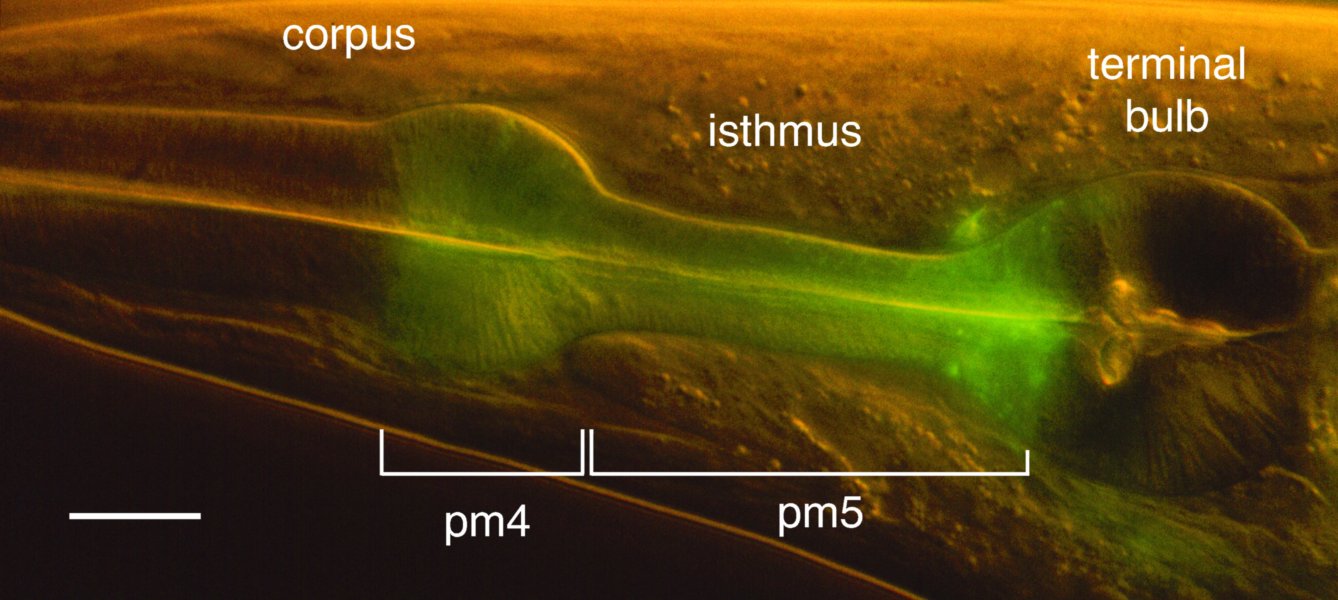 avr-15 promoter driving GFP expression in C. elegans pharynx.