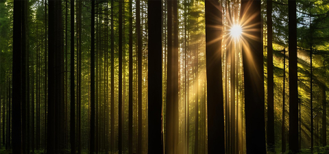 morning rays of light in the forest 