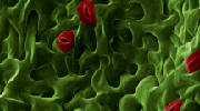 Arabidopsis thaliana leaf epidermis. Red: Guard cells (stomata) . Green: Pavement cells.